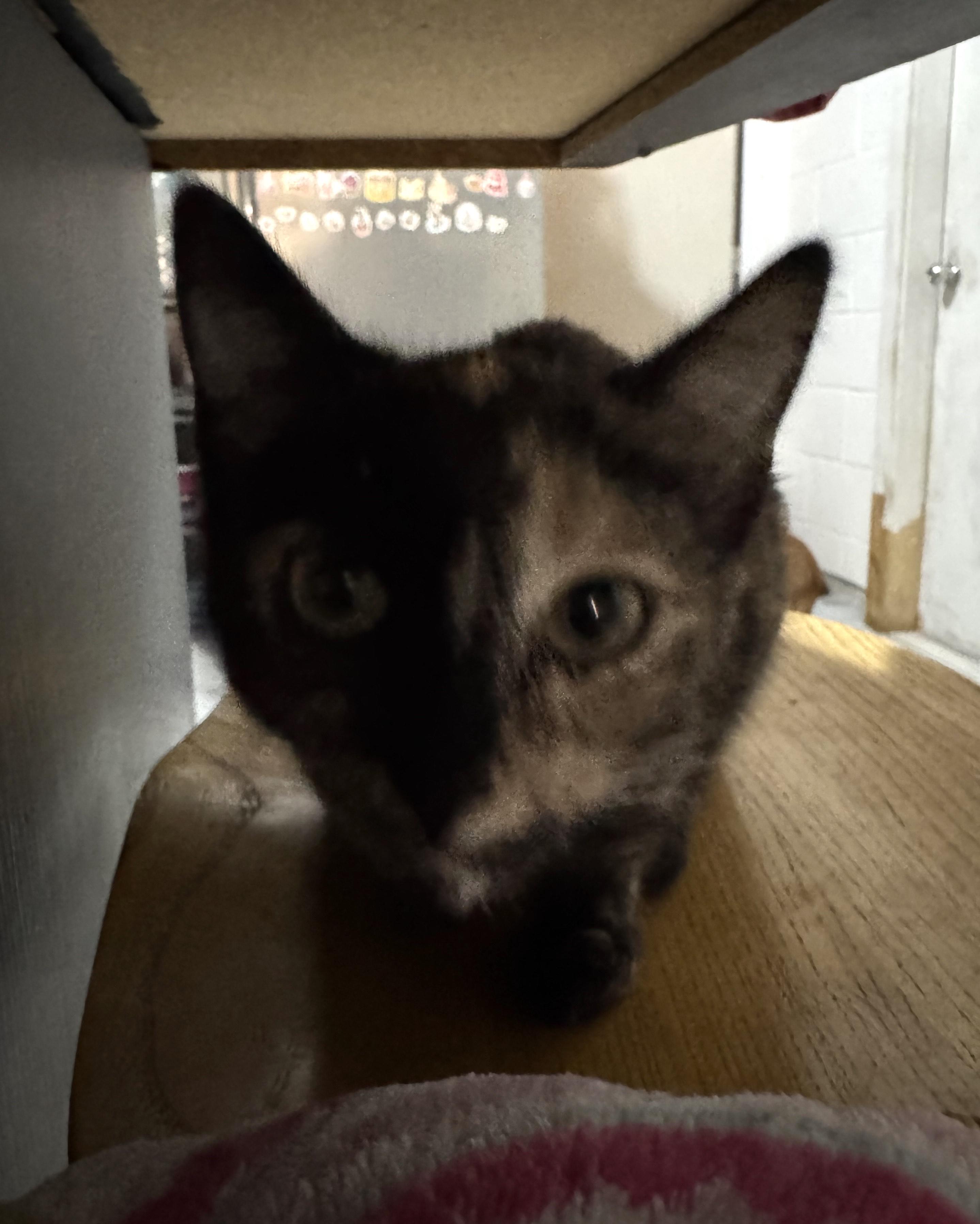 Sira — thumbnail 4