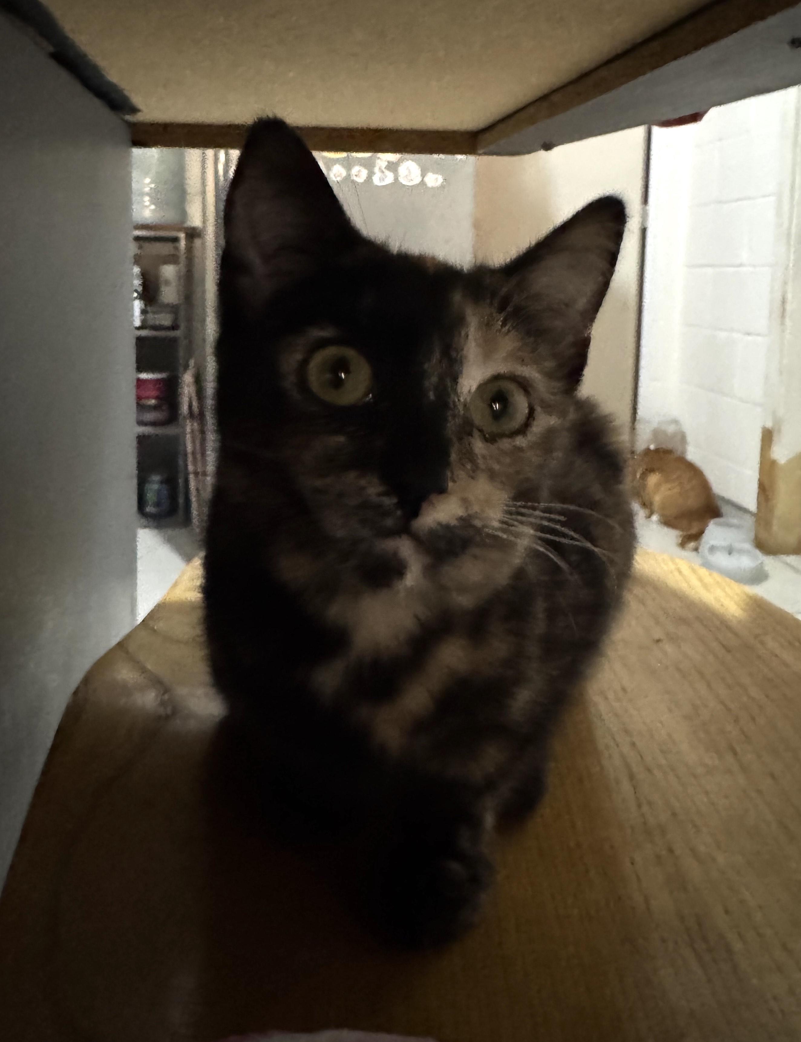 Sira — thumbnail 5