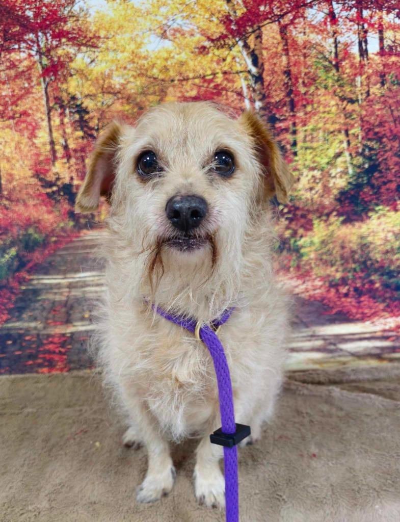 Romero, a Adoptable Terrier in New Manchester, WV image 1/6