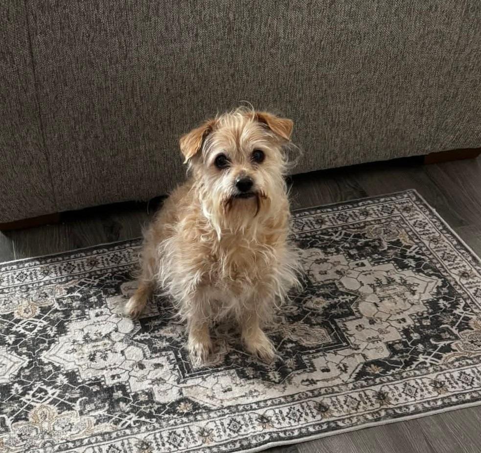 Romero, a Adoptable Terrier in New Manchester, WV image 2/6