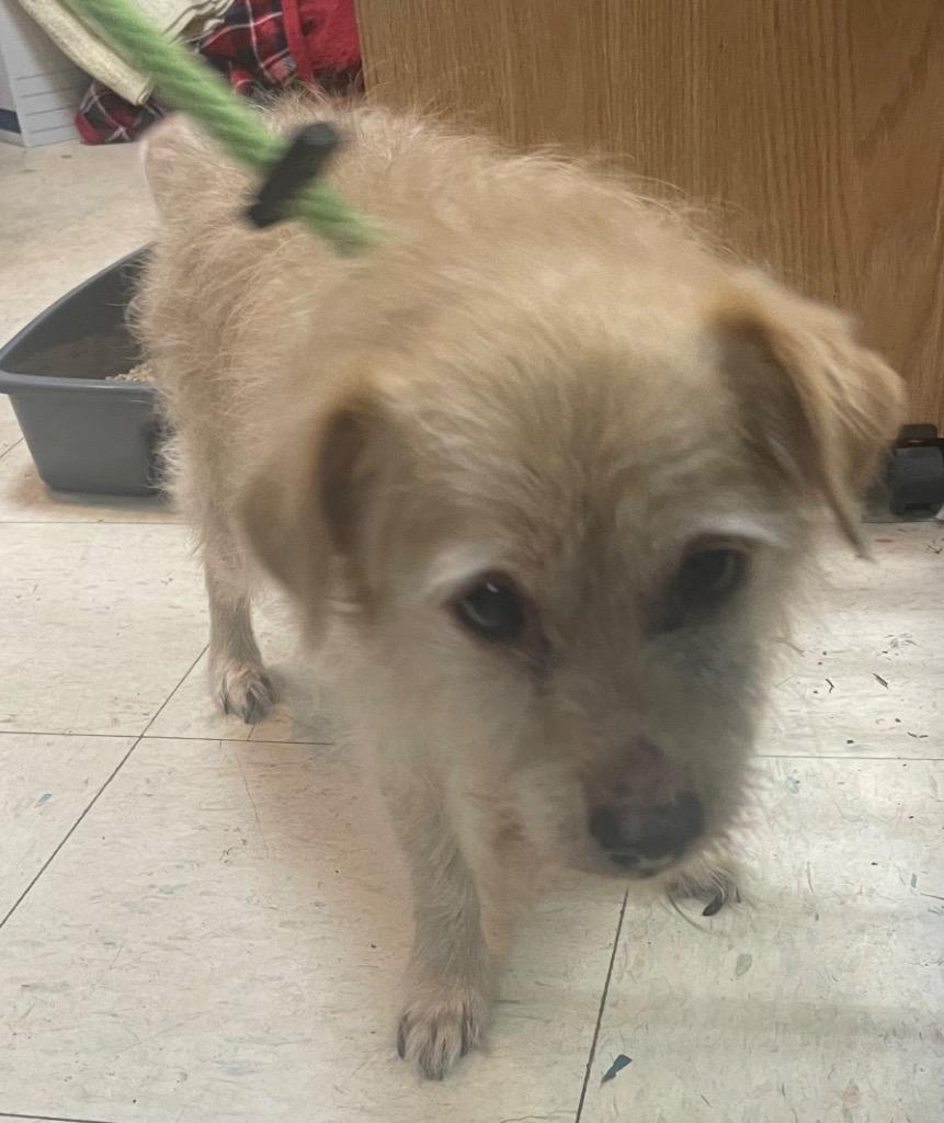 Romero, a Adoptable Terrier in New Manchester, WV image 3/6