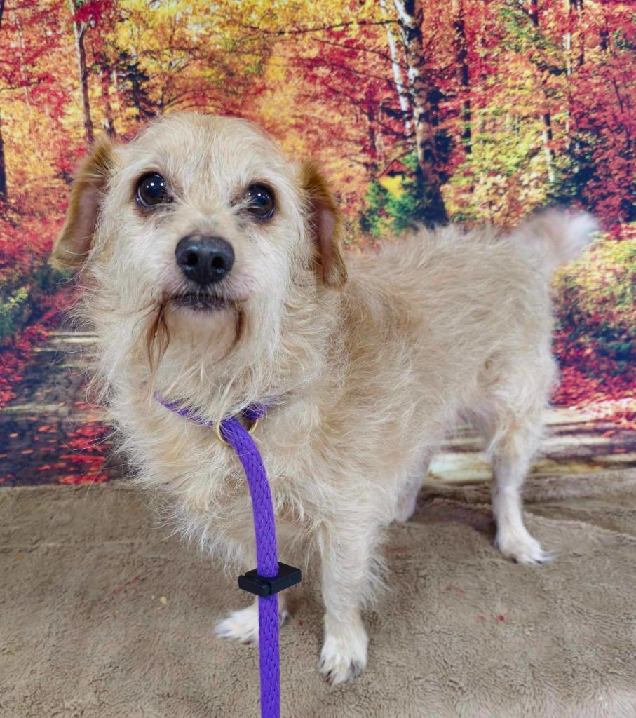 Romero, a Adoptable Terrier in New Manchester, WV image 5/6