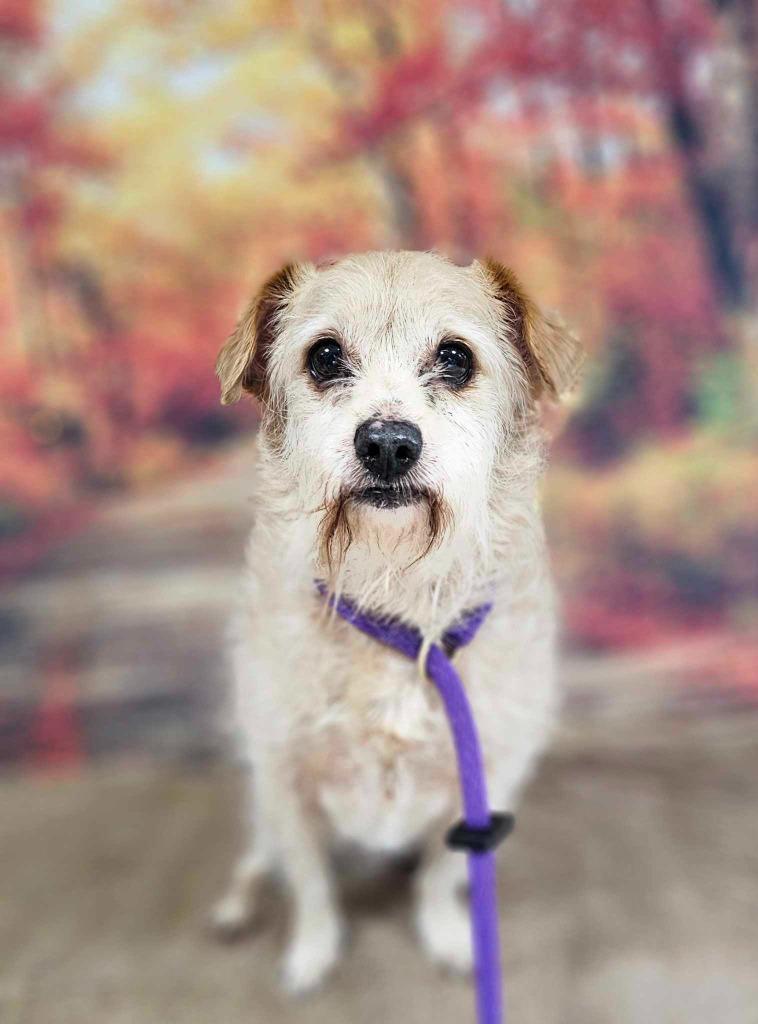 Romero, a Adoptable Terrier in New Manchester, WV image 6/6