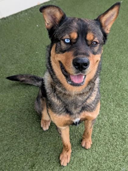 Enlarge Zahara, a ADOPTABLE Mixed Breed in Wenatchee, WA image 2/2