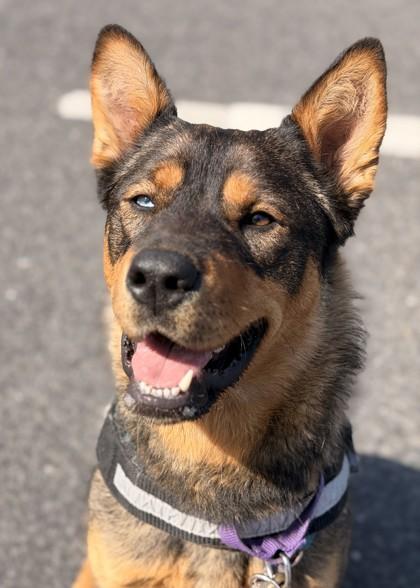 Enlarge Zahara, a ADOPTABLE Mixed Breed in Wenatchee, WA image 1/2