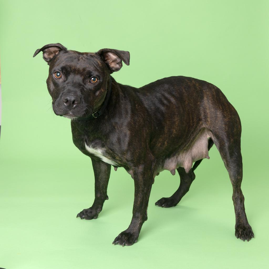 Penelope, Adoptable, Adult Female Mixed Breed.