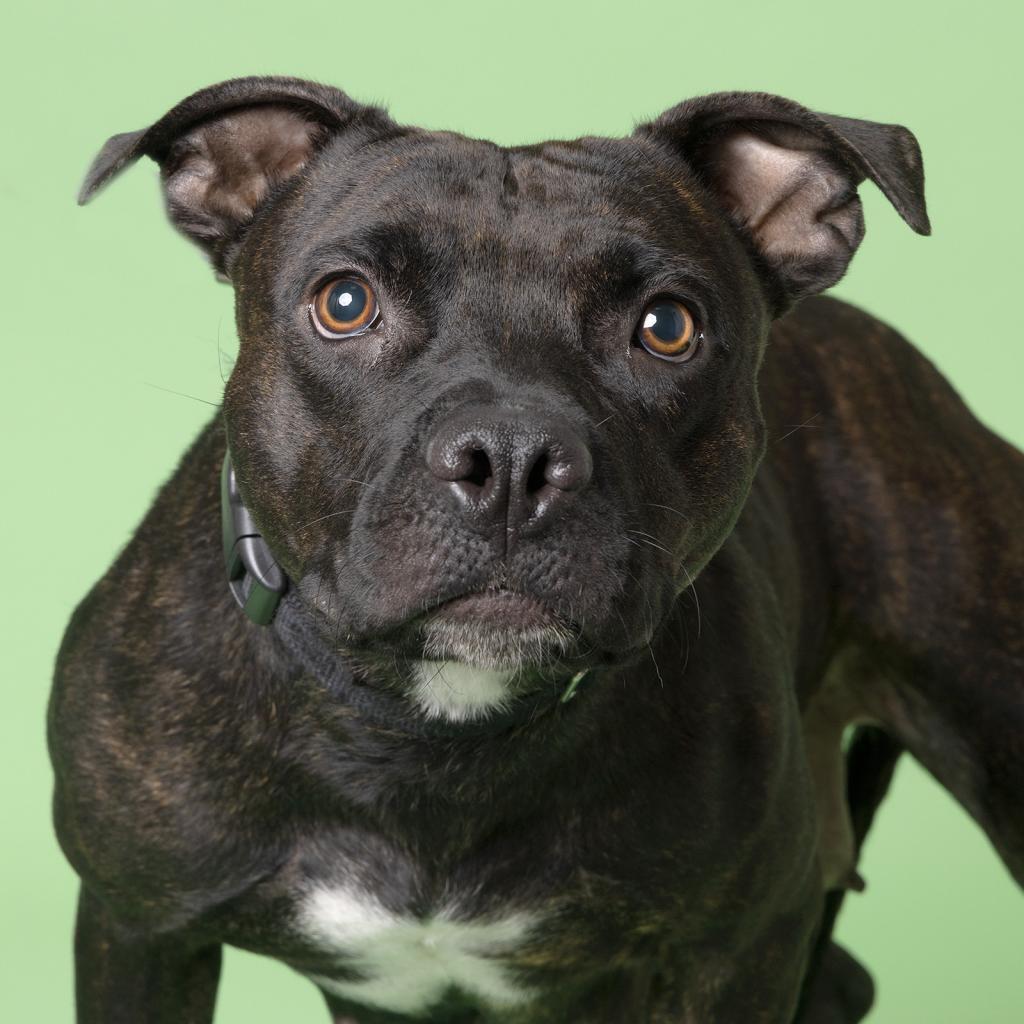 Enlarge Penelope, a Adoptable Mixed Breed in Franklin, TN image 2/2