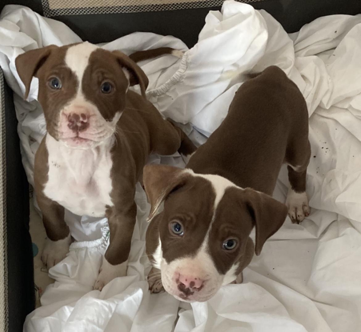 Whiskey & Rolo , ADOPTABLE, Puppy Male Pit Bull Terrier.