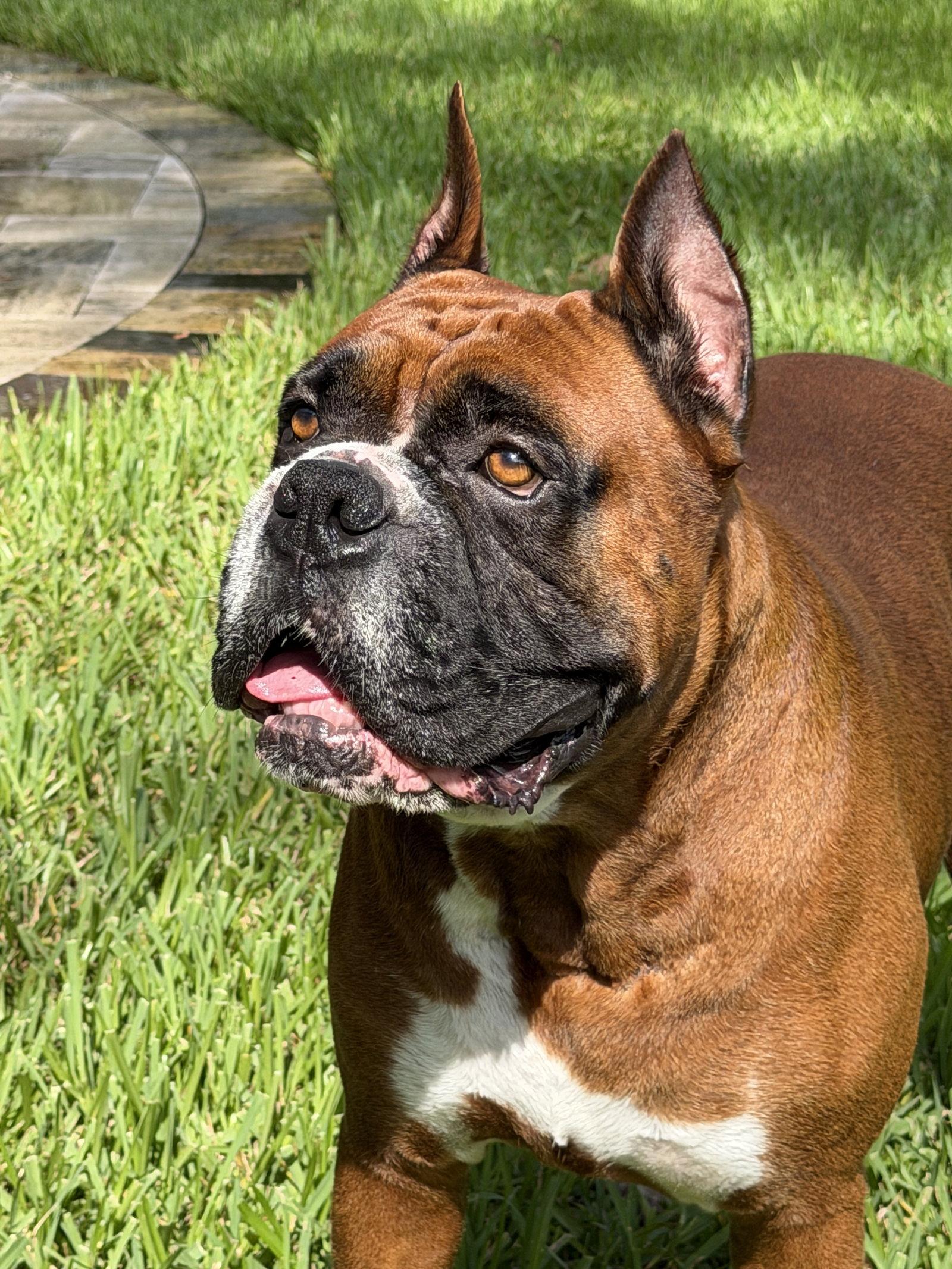Diesel F26-019, Adoptable, Adult Male Boxer.