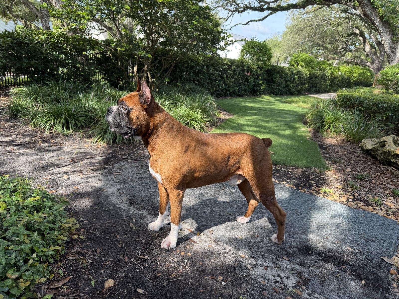 Enlarge Diesel F26-019, a Adoptable Boxer in Crestview, FL image 2/3