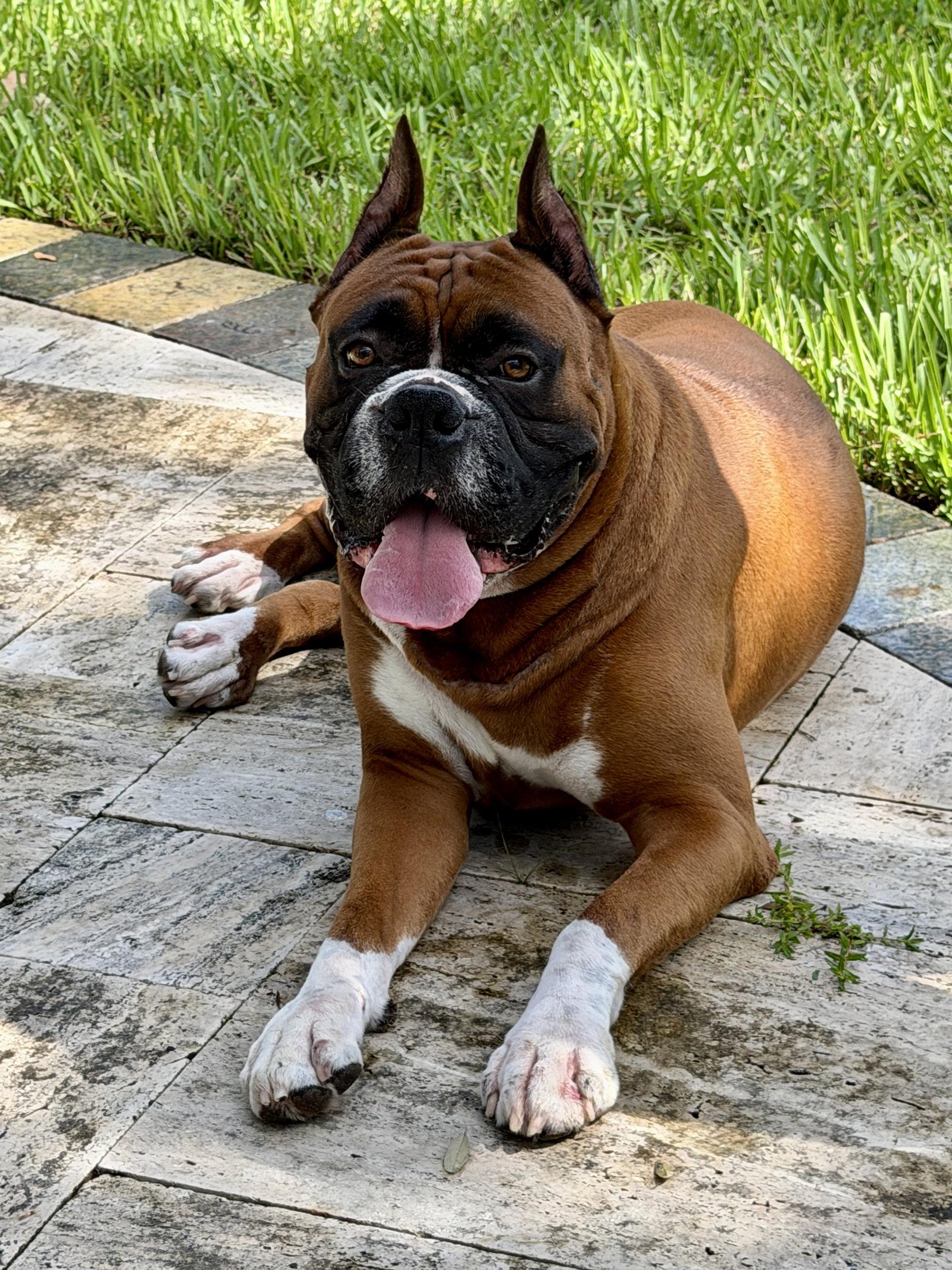 Enlarge Diesel F26-019, a Adoptable Boxer in Crestview, FL image 3/3