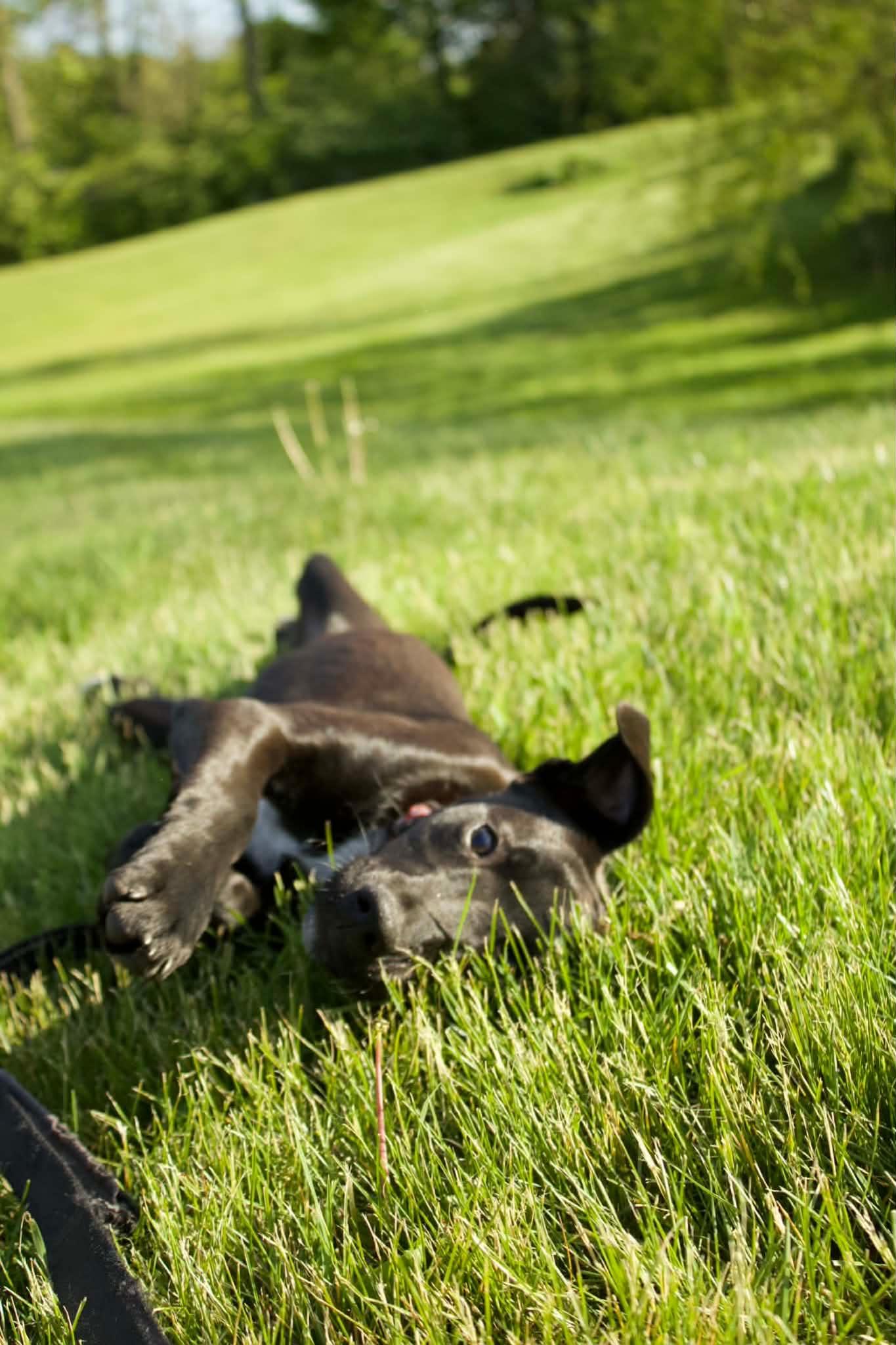 Ash, a Adoptable mixed breed in Pottstown, PA image 1/3