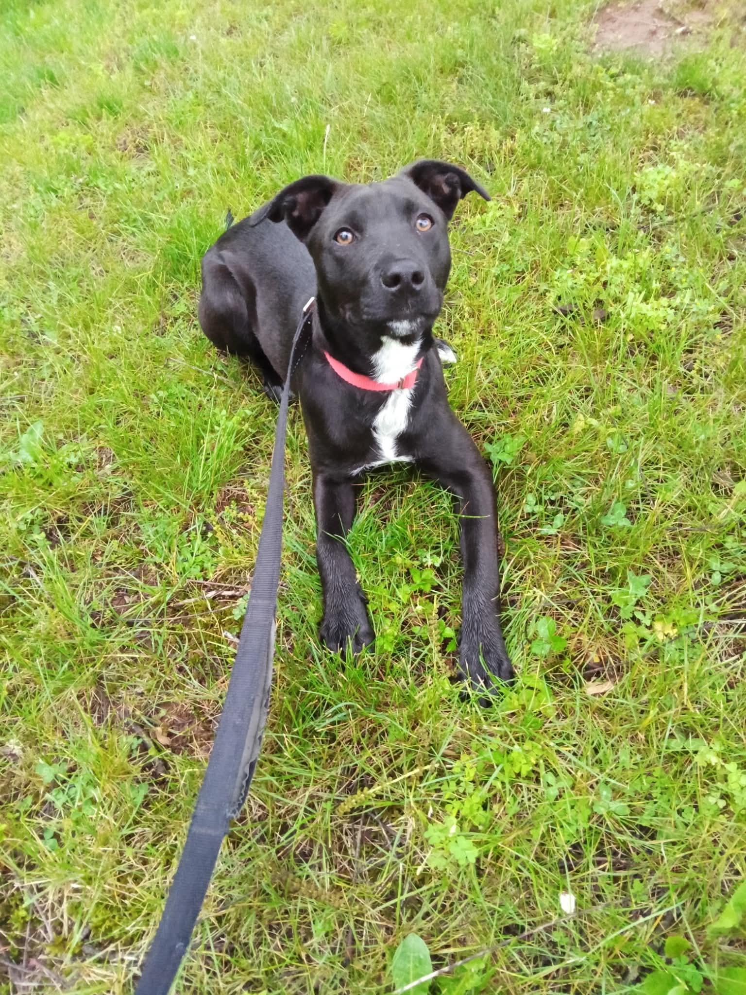 Ash, a Adoptable mixed breed in Pottstown, PA image 2/3