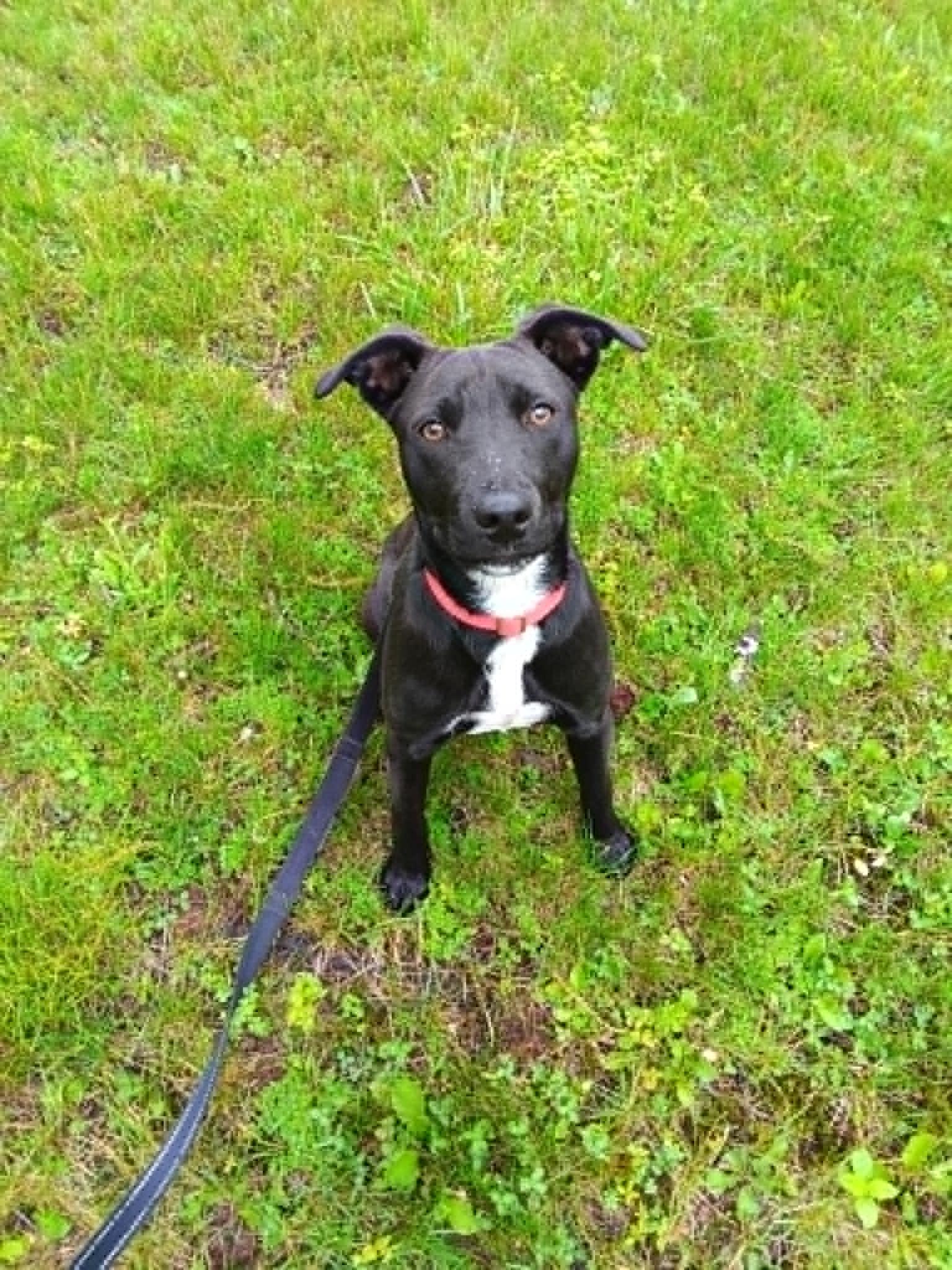 Ash, a Adoptable mixed breed in Pottstown, PA image 3/3