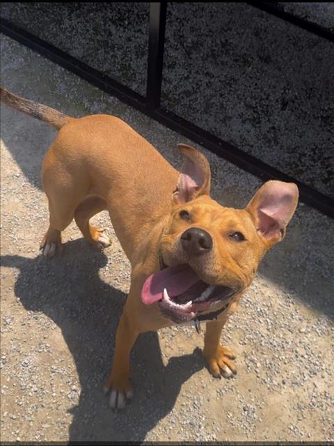SCHOLAR, Adoptable, Young Male Pit Bull Terrier & Mixed Breed.