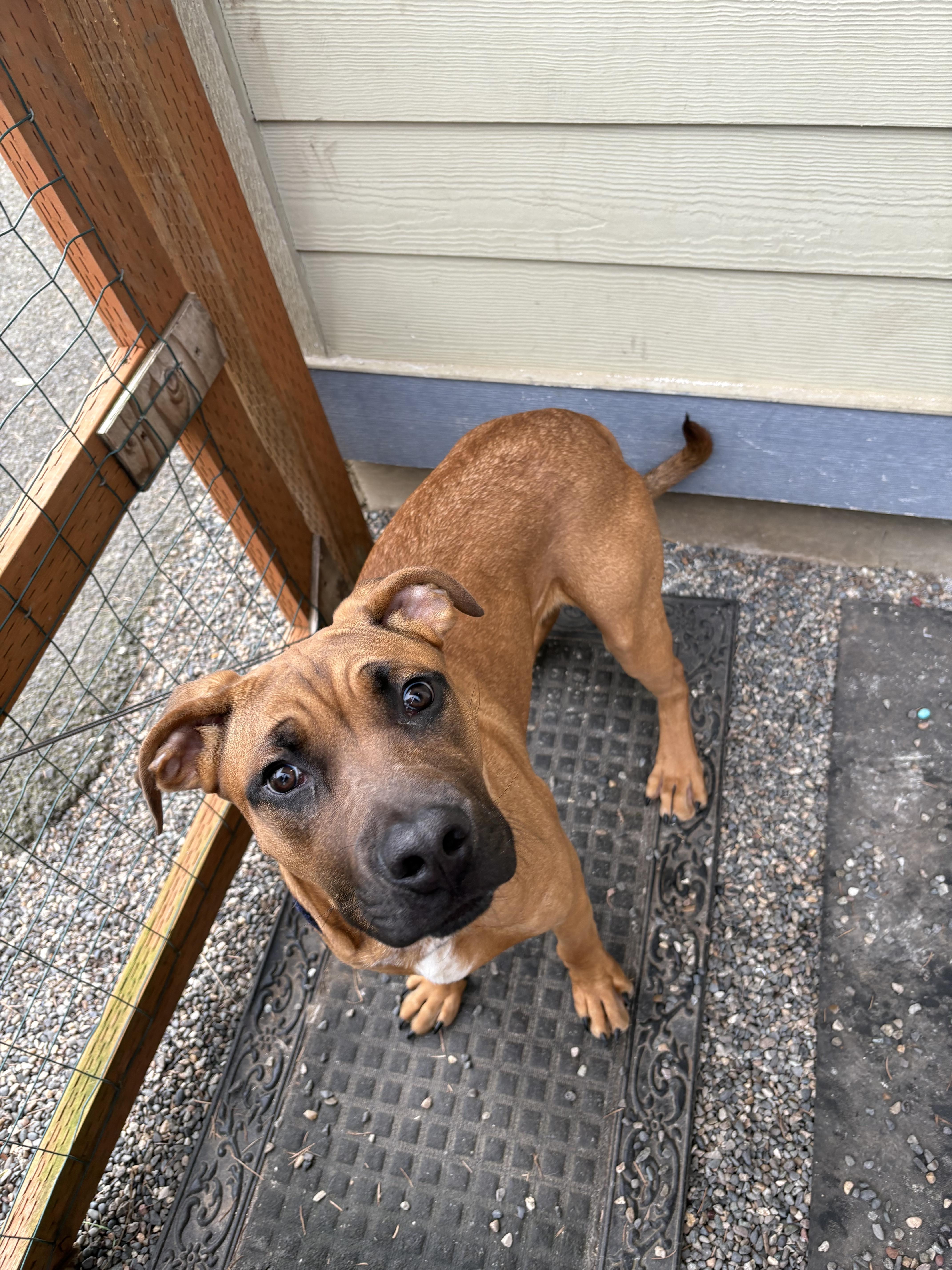 Enlarge Wagner, a ADOPTABLE mixed breed in Hood River, OR image 3/3