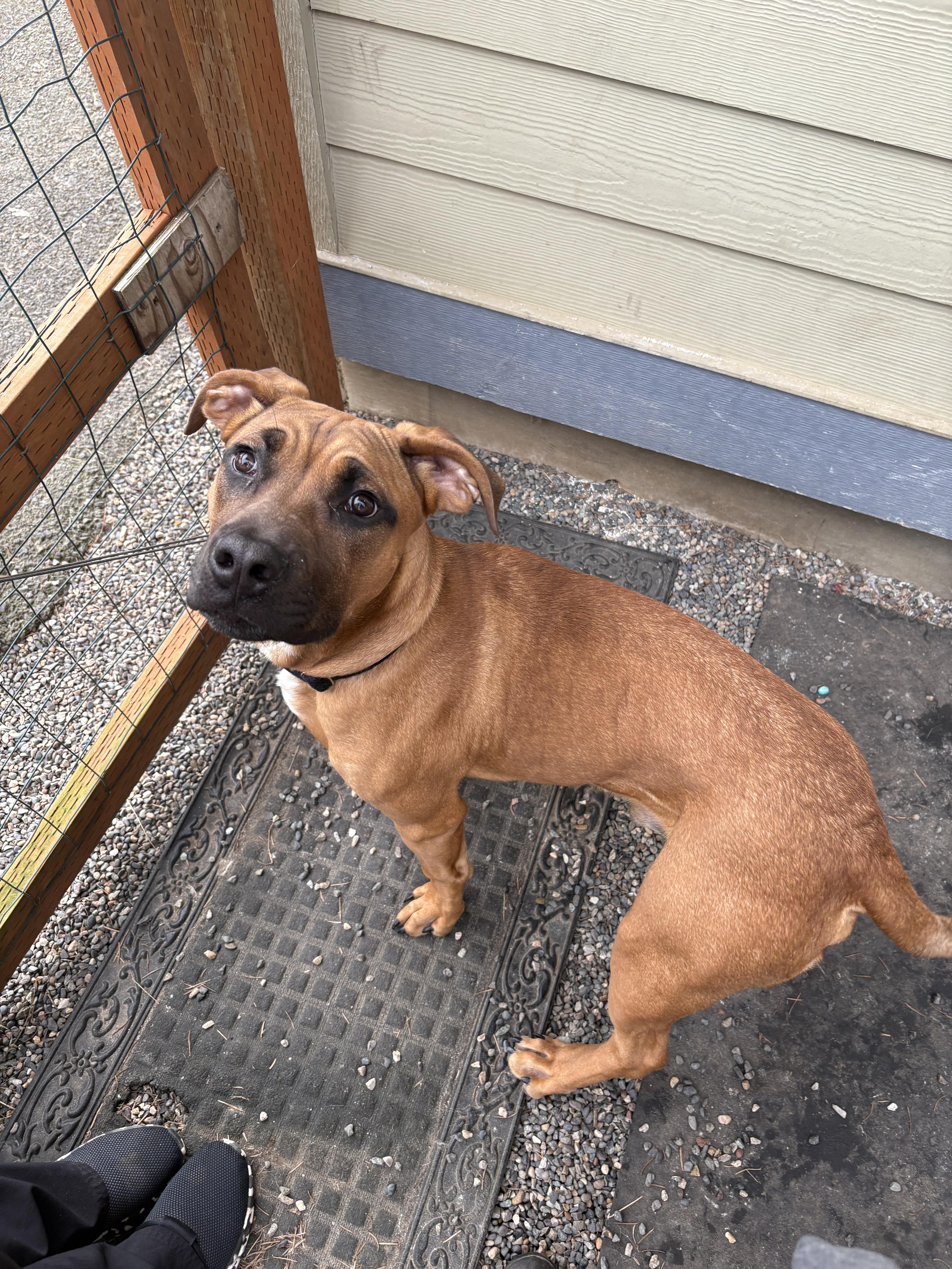 Enlarge Wagner, a ADOPTABLE mixed breed in Hood River, OR image 2/3