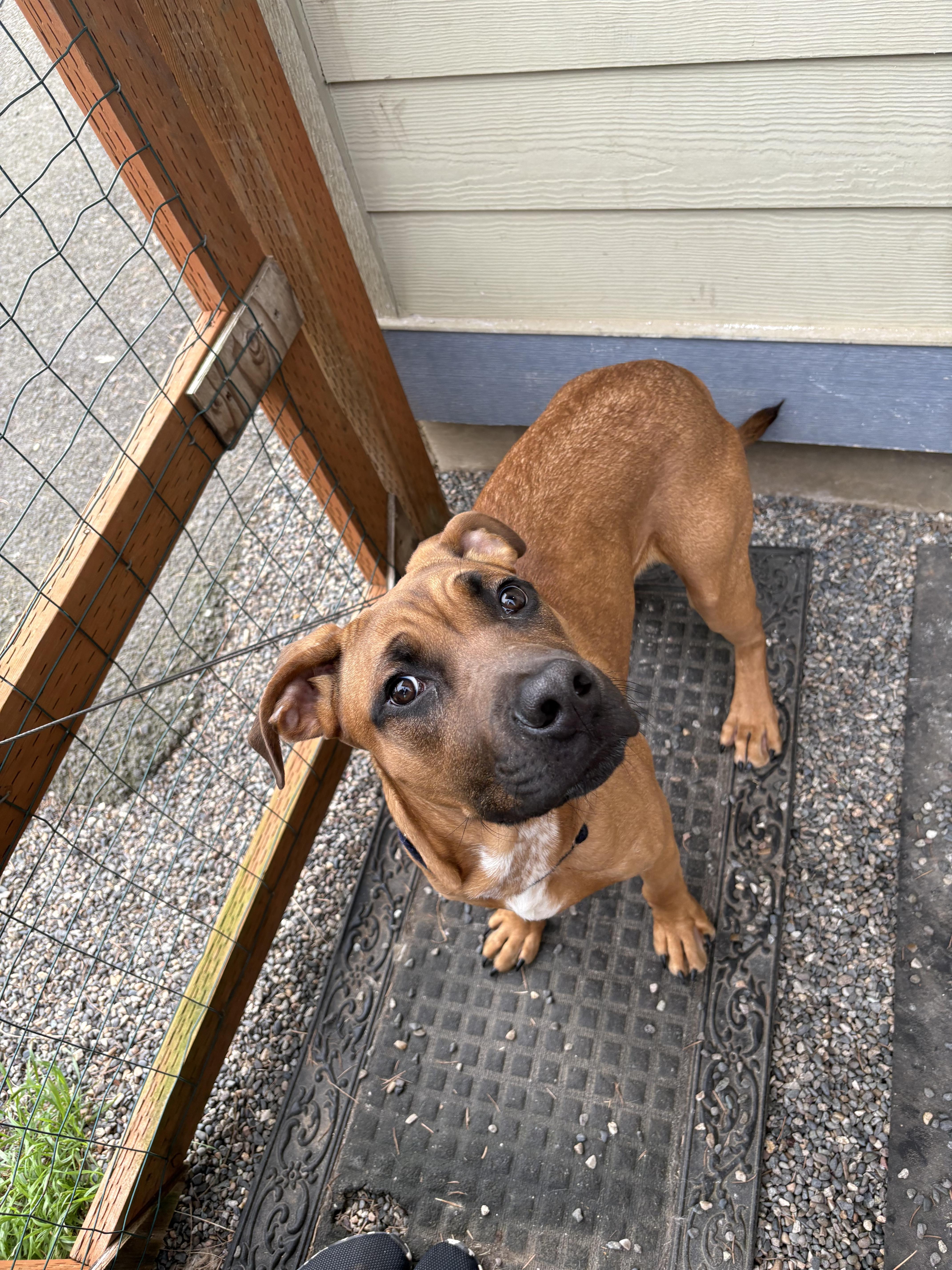 Wagner, ADOPTABLE, Puppy Male Mastiff.