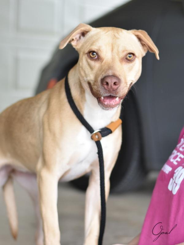 Opal, Young Female Pit Bull Terrier