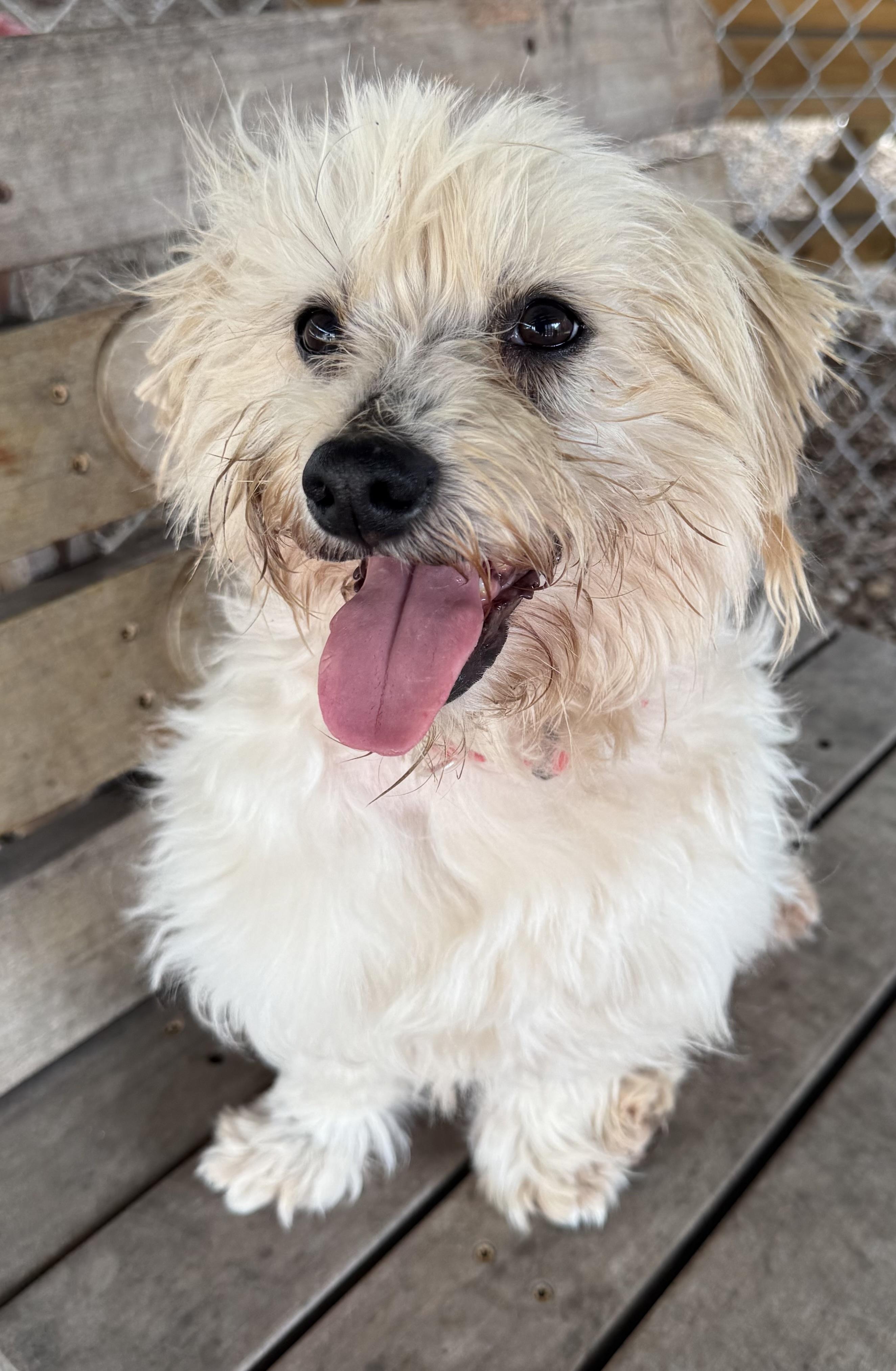 Enlarge Elvis, a ADOPTABLE Maltese in Plano, TX image 1/5