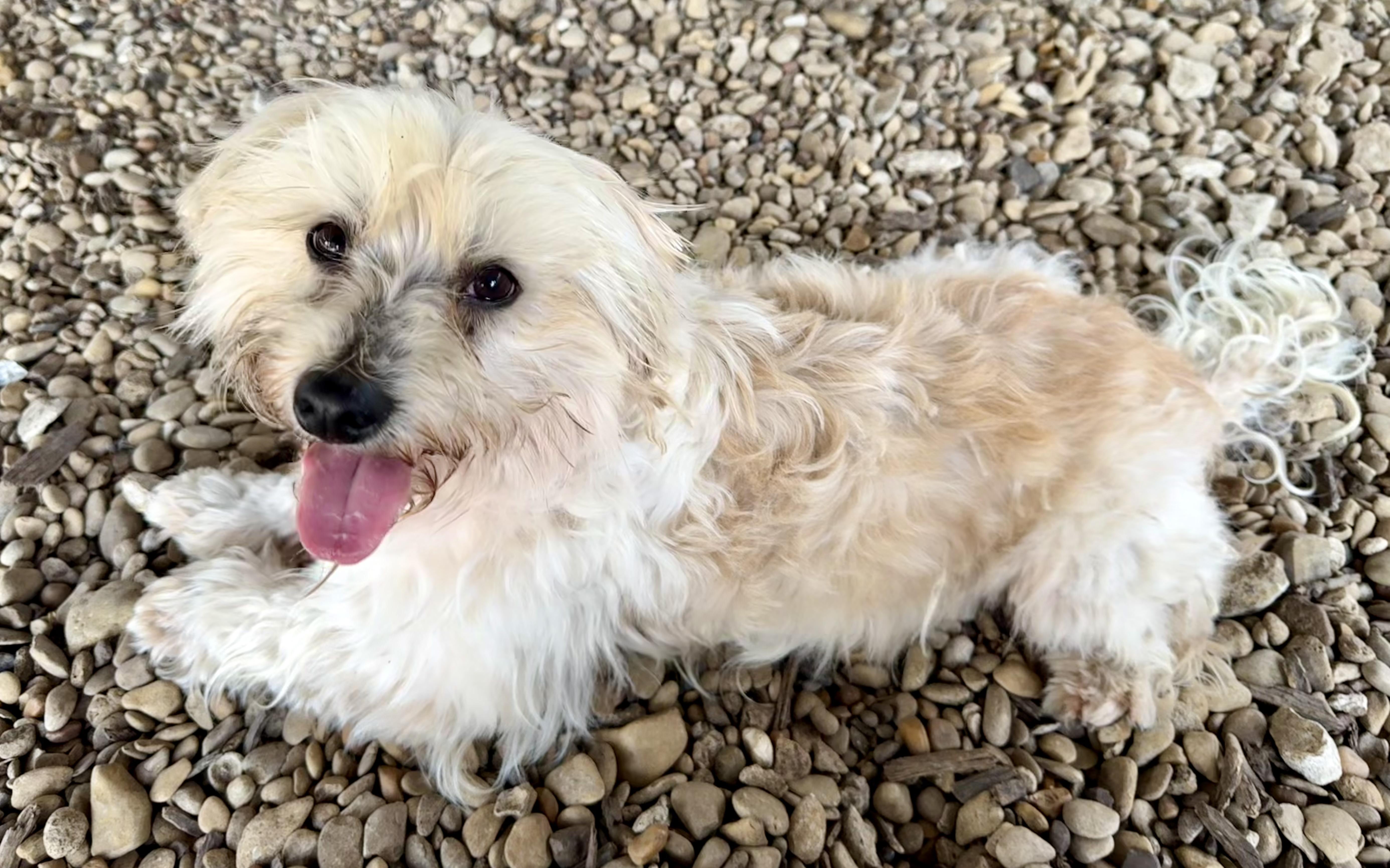 Enlarge Elvis, a ADOPTABLE Maltese in Plano, TX image 2/5