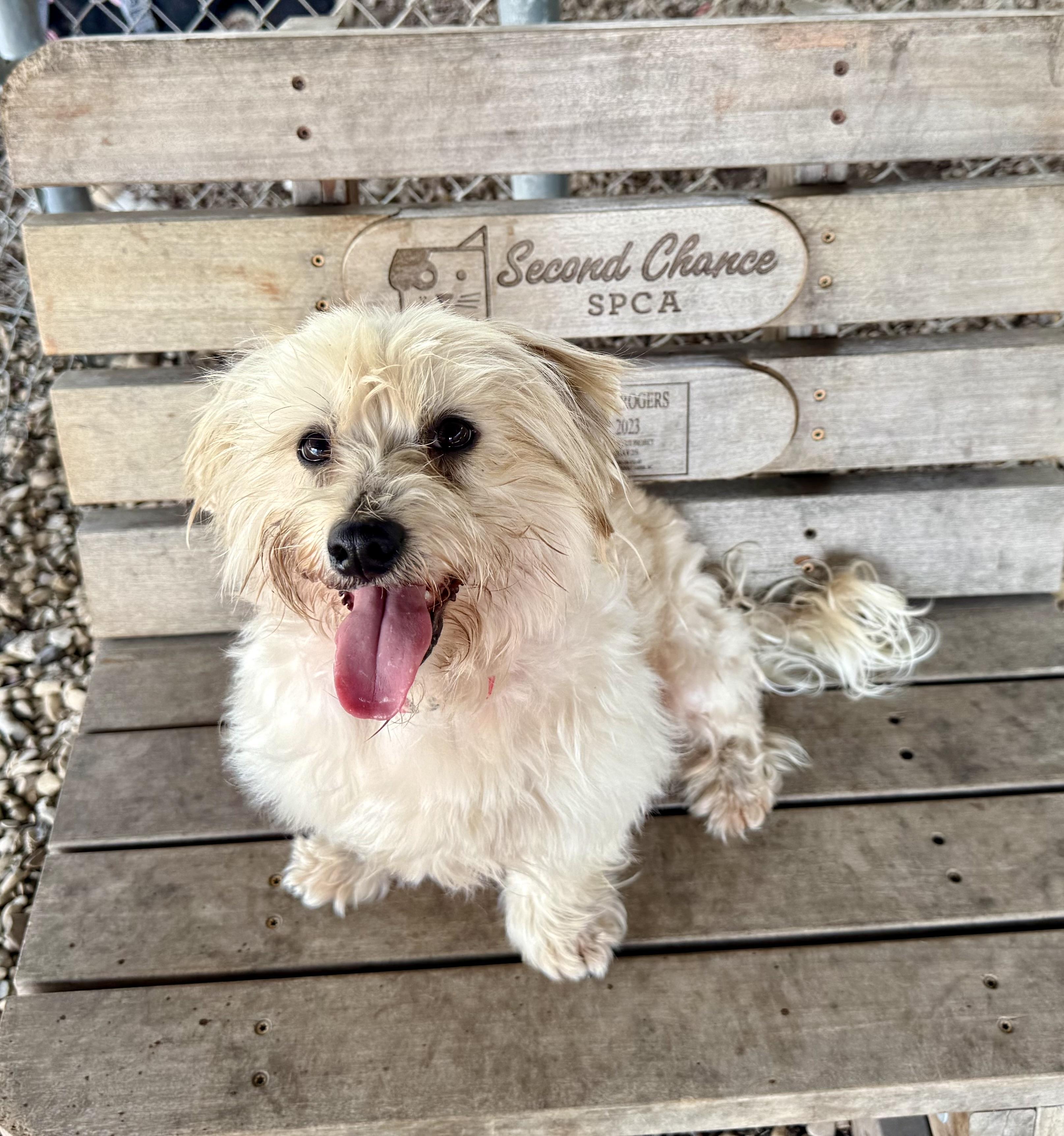Enlarge Elvis, a ADOPTABLE Maltese in Plano, TX image 4/5