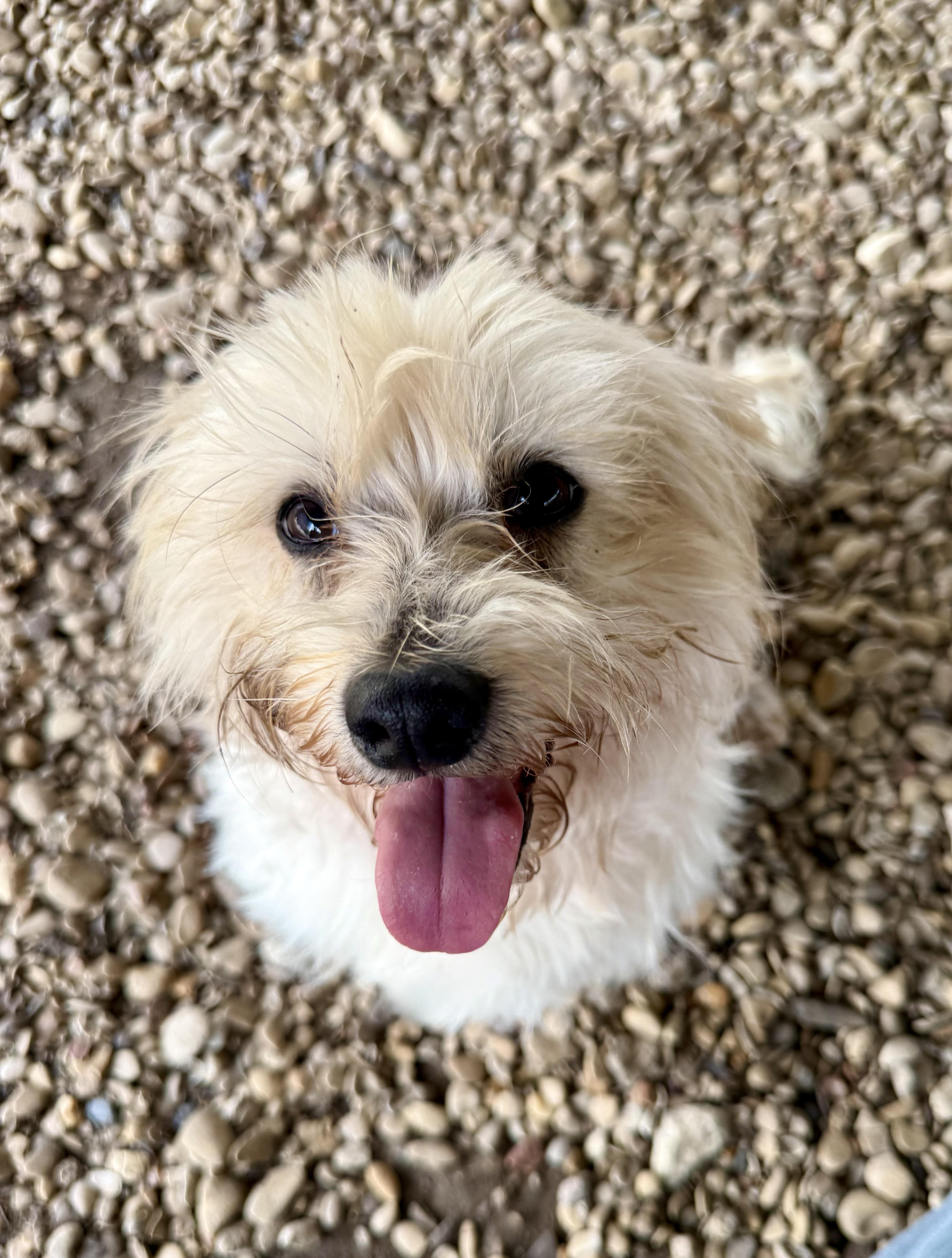 Enlarge Elvis, a ADOPTABLE Maltese in Plano, TX image 3/5