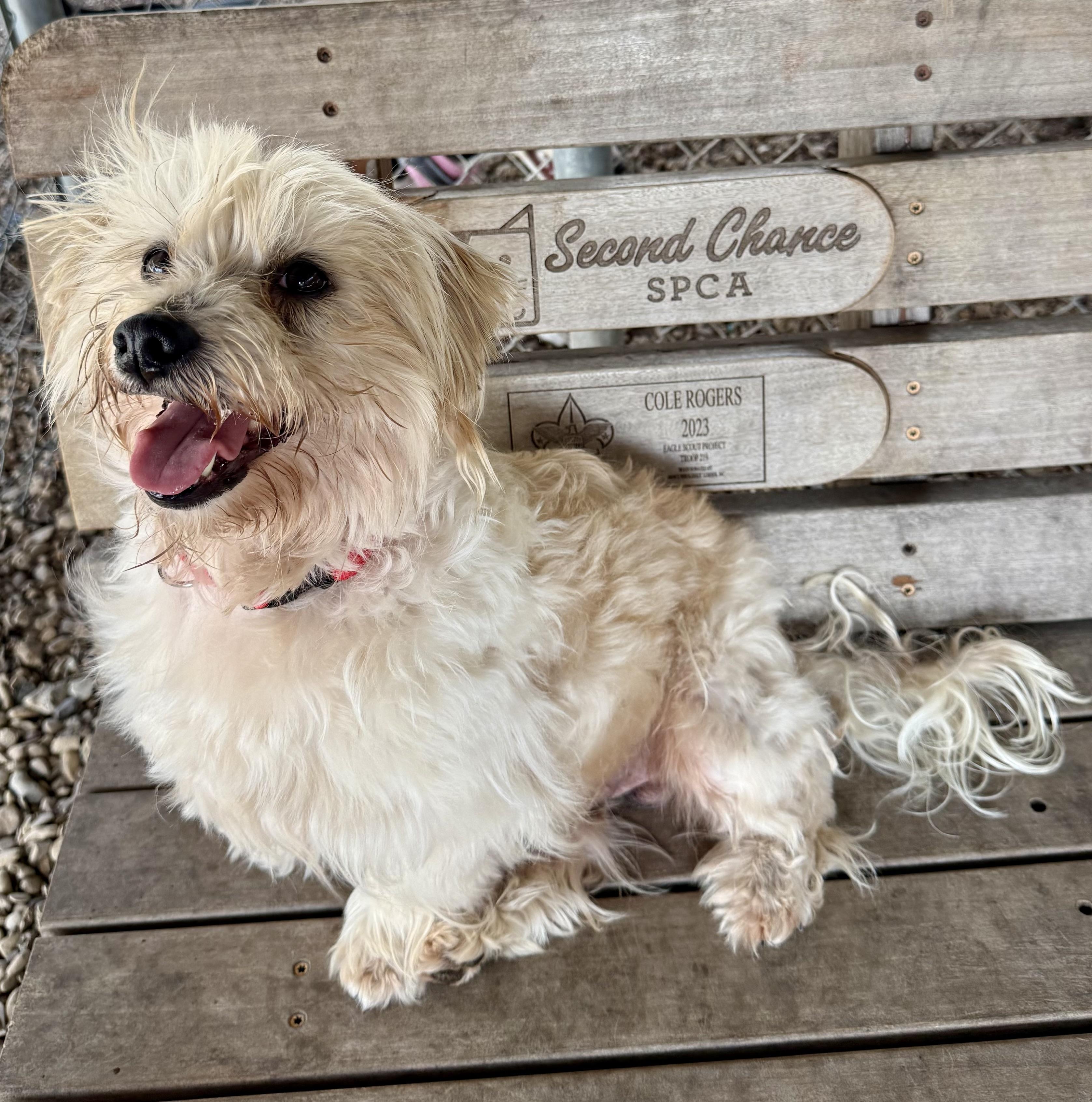 Enlarge Elvis, a ADOPTABLE Maltese in Plano, TX image 5/5