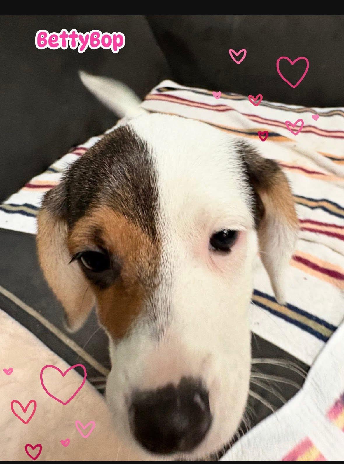 Enlarge Betty Boop, a ADOPTABLE mixed breed in Woodbury, NJ image 1/4