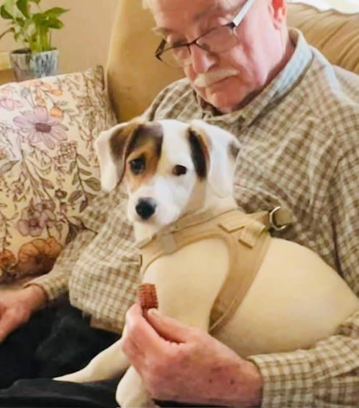 Betty Boop, ADOPTABLE, Puppy Female Border Collie.