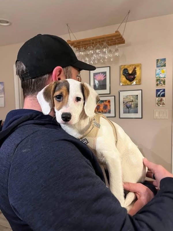 Enlarge Betty Boop, a ADOPTABLE mixed breed in Woodbury, NJ image 4/4