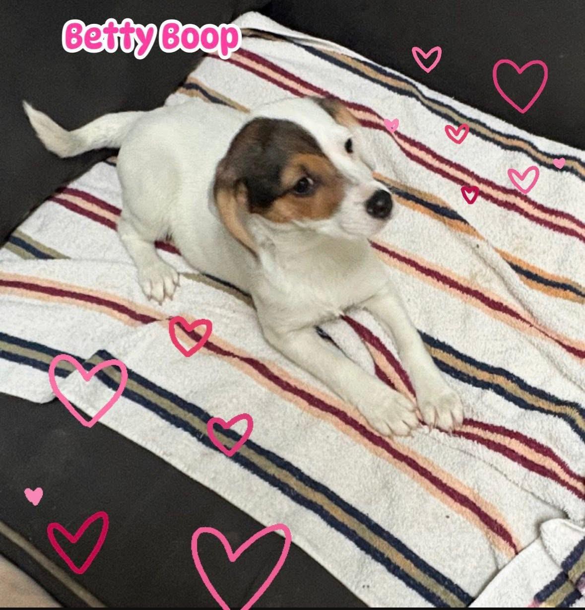 Enlarge Betty Boop, a ADOPTABLE mixed breed in Woodbury, NJ image 2/4