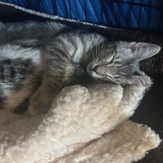 Harvey - male kitten, a Adoptable Tabby in San Francisco, CA image 2/5