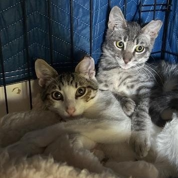 Harvey - male kitten, a Adoptable Tabby in San Francisco, CA image 3/5