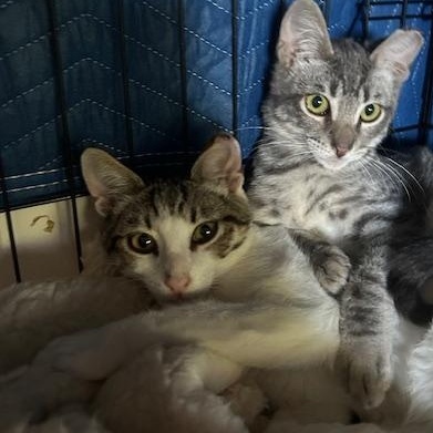 Harvey - male kitten, a Adoptable Tabby in San Francisco, CA image 4/5