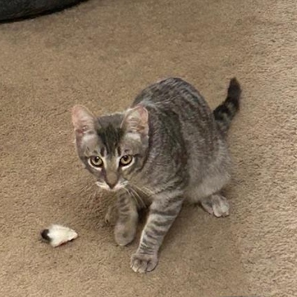 Harvey - male kitten, a Adoptable Tabby in San Francisco, CA image 5/5