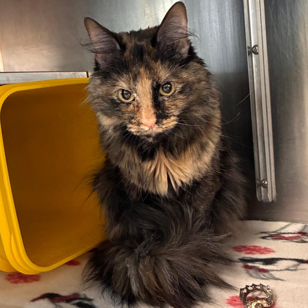Kimi, Adoptable, Adult Female Domestic Long Hair & Domestic Short Hair.