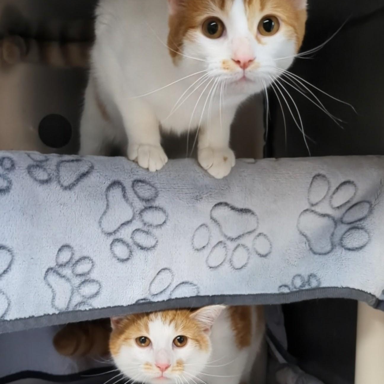 Enlarge Bullwinkle- Bonded with Rocky, an adopted Domestic Short Hair in West Jefferson, OH image 3/6