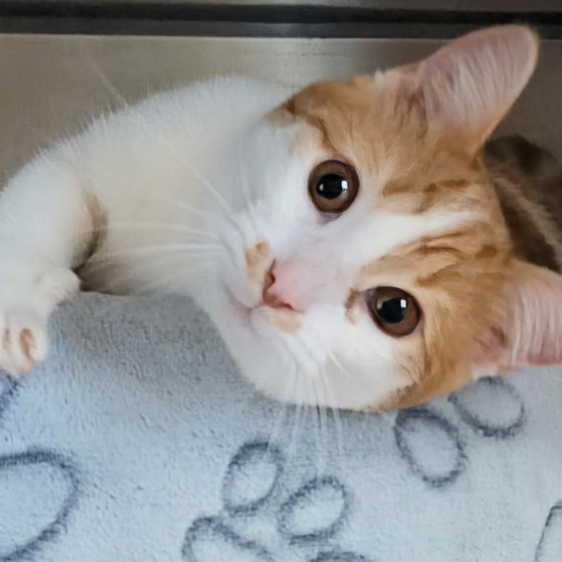 Enlarge Bullwinkle- Bonded with Rocky, an adopted Domestic Short Hair in West Jefferson, OH image 1/6