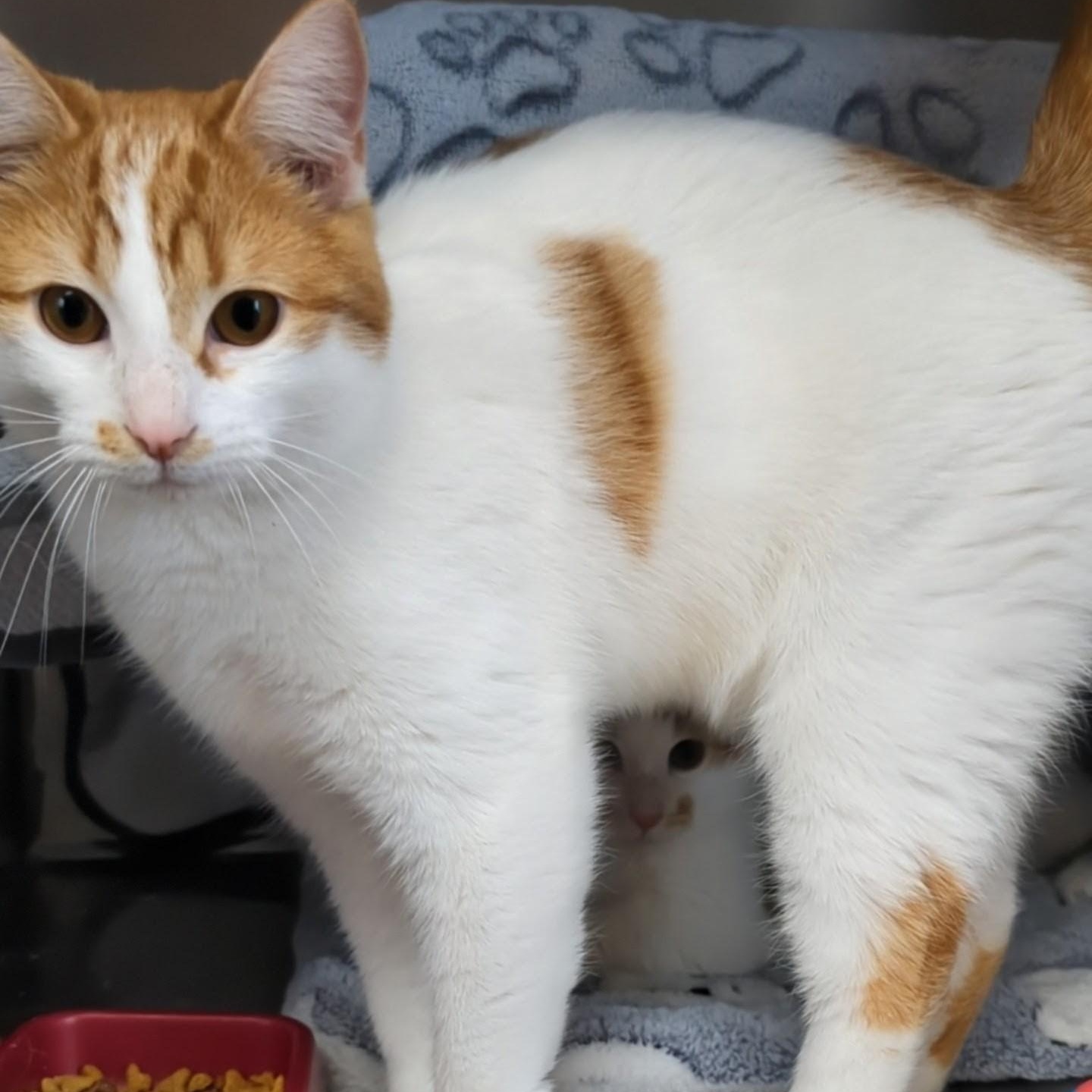 Enlarge Bullwinkle- Bonded with Rocky, an adopted Domestic Short Hair in West Jefferson, OH image 2/6