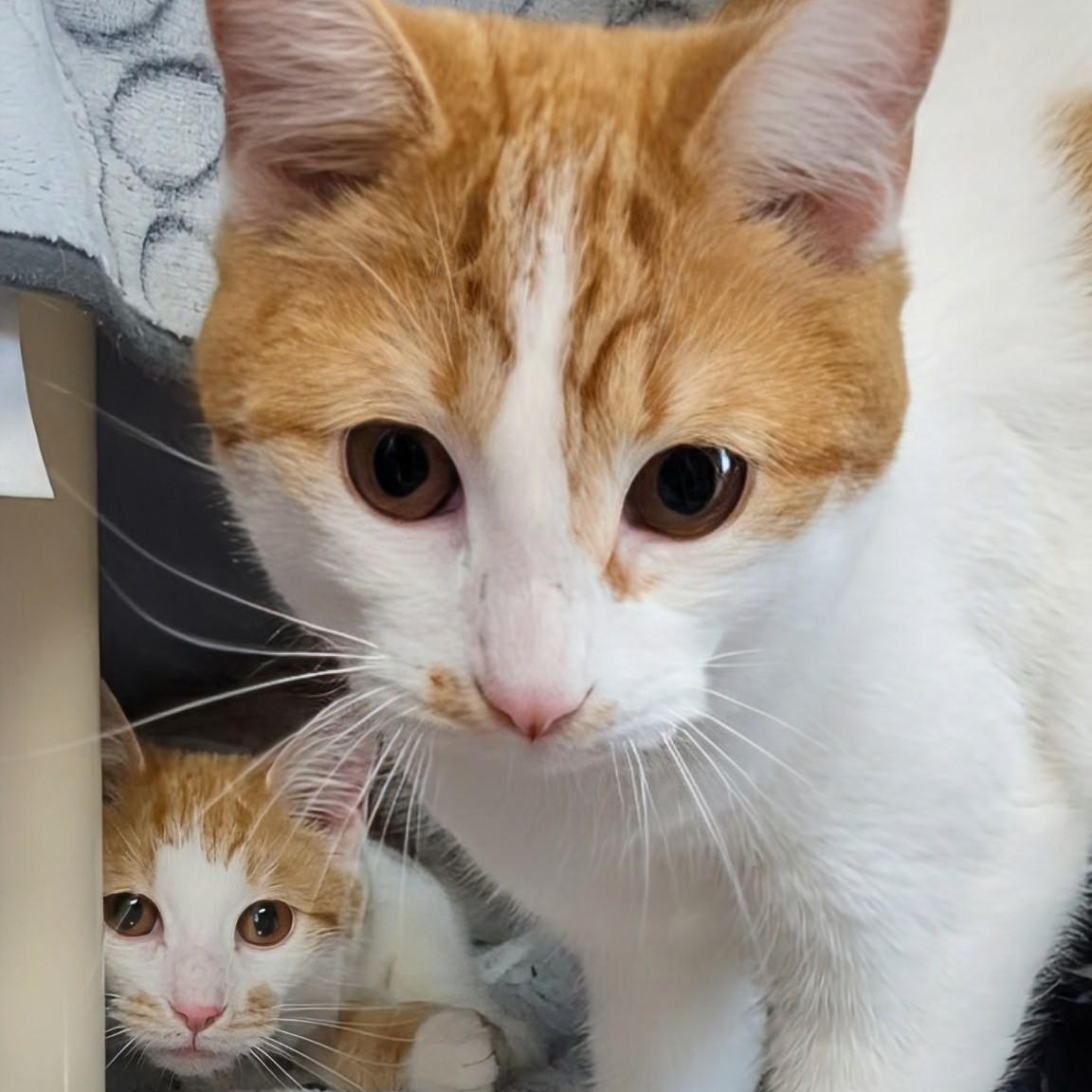 Enlarge Bullwinkle- Bonded with Rocky, an adopted Domestic Short Hair in West Jefferson, OH image 6/6