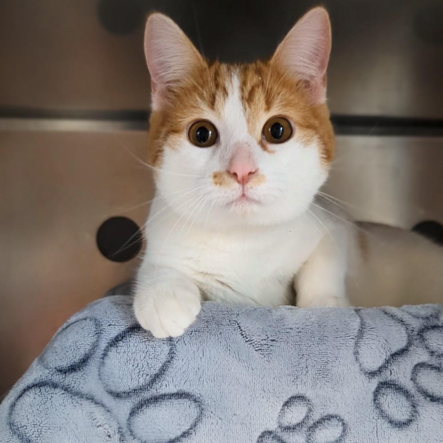 Enlarge Bullwinkle- Bonded with Rocky, an adopted Domestic Short Hair in West Jefferson, OH image 5/6