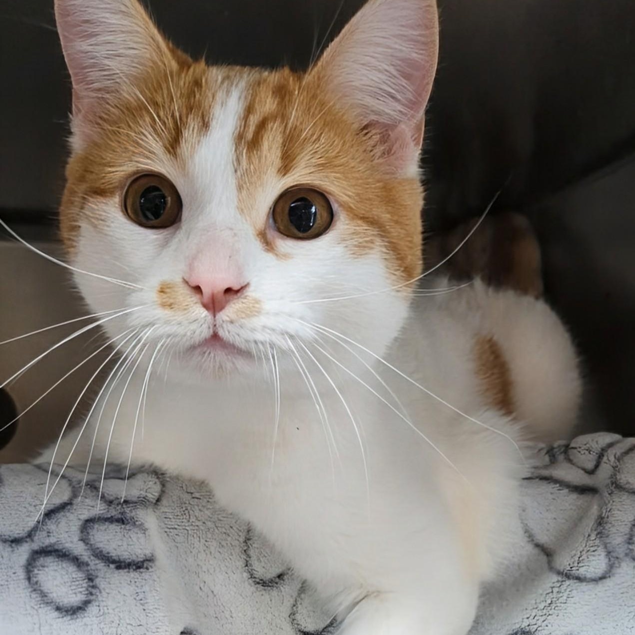 Enlarge Bullwinkle- Bonded with Rocky, an adopted Domestic Short Hair in West Jefferson, OH image 4/6
