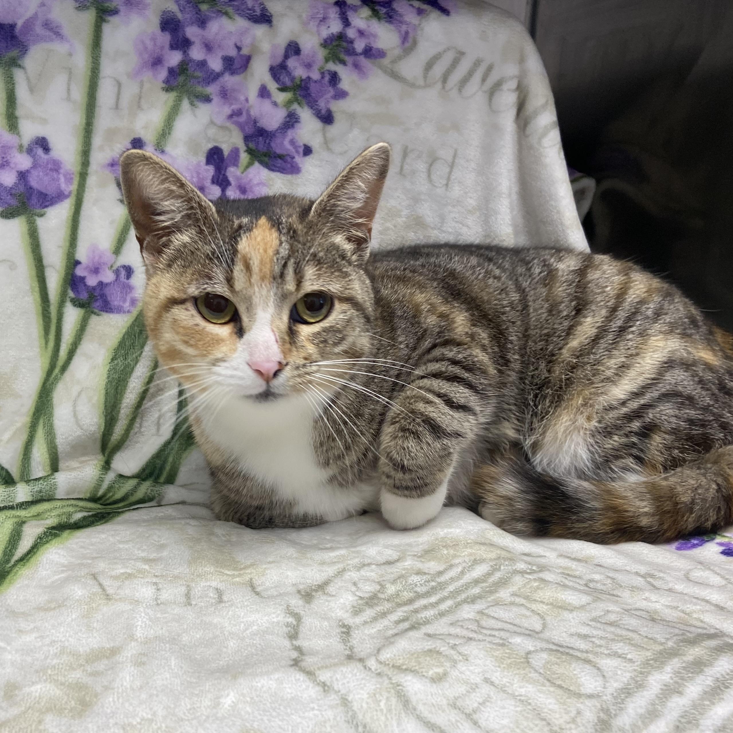 Enlarge Saffron, a ADOPTABLE Domestic Short Hair in Edinburg, VA image 1/1