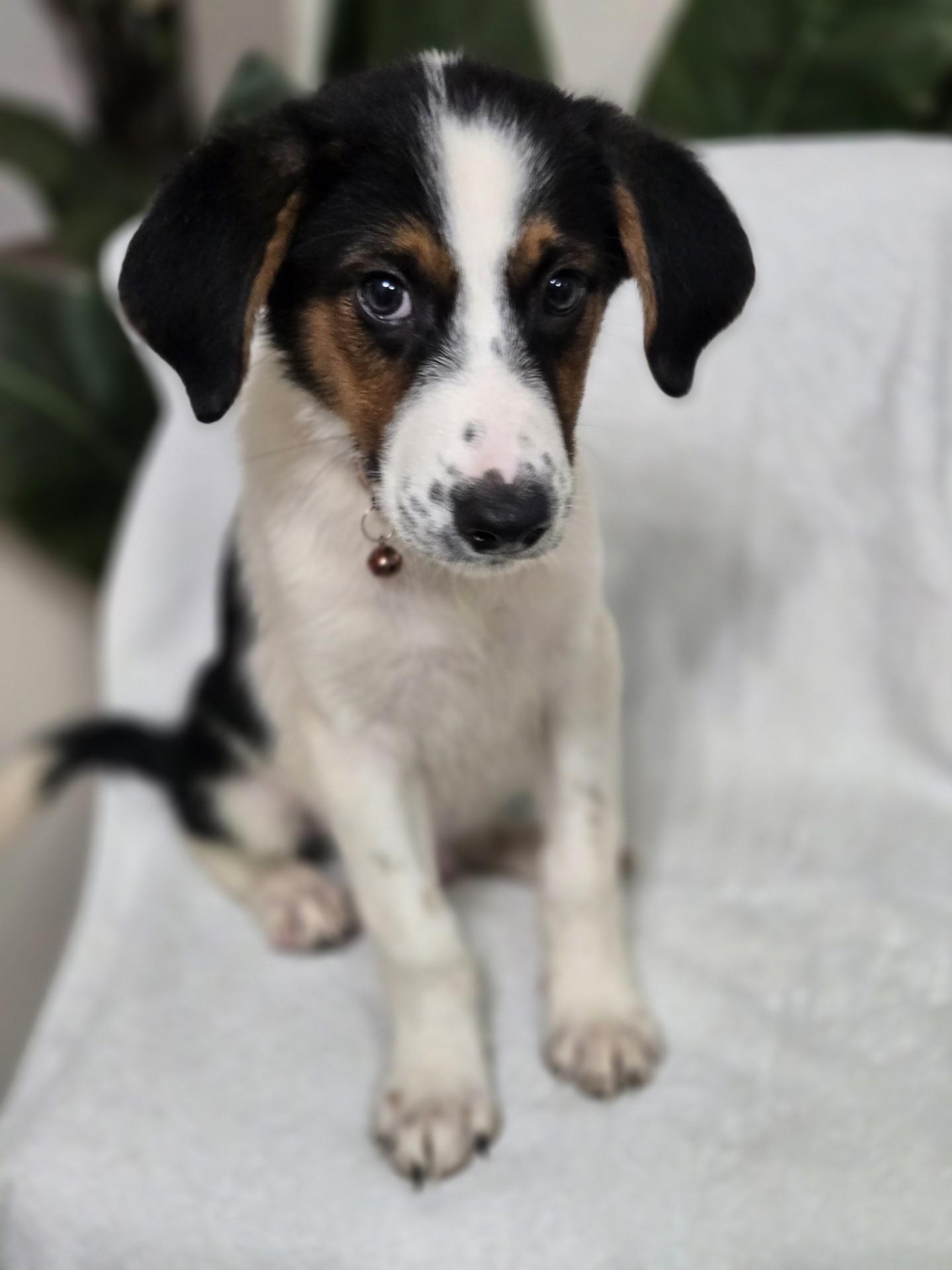 Enlarge Cinnamon Roll, an adoptable mixed breed in Orlando, FL image 5/5