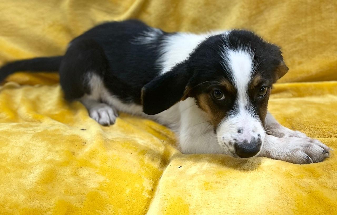 Enlarge Cinnamon Roll, an adoptable mixed breed in Orlando, FL image 4/5