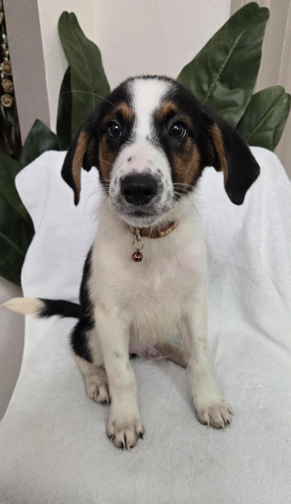 Enlarge Cinnamon Roll, an adoptable mixed breed in Orlando, FL image 2/5