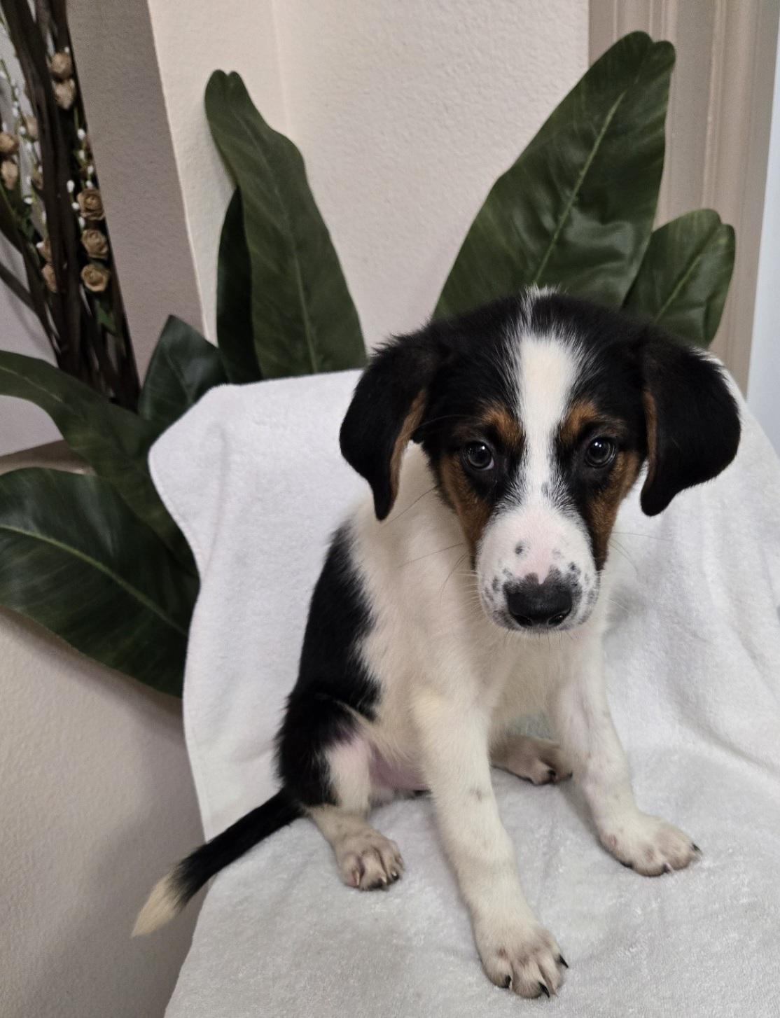 Enlarge Cinnamon Roll, an adoptable mixed breed in Orlando, FL image 3/5