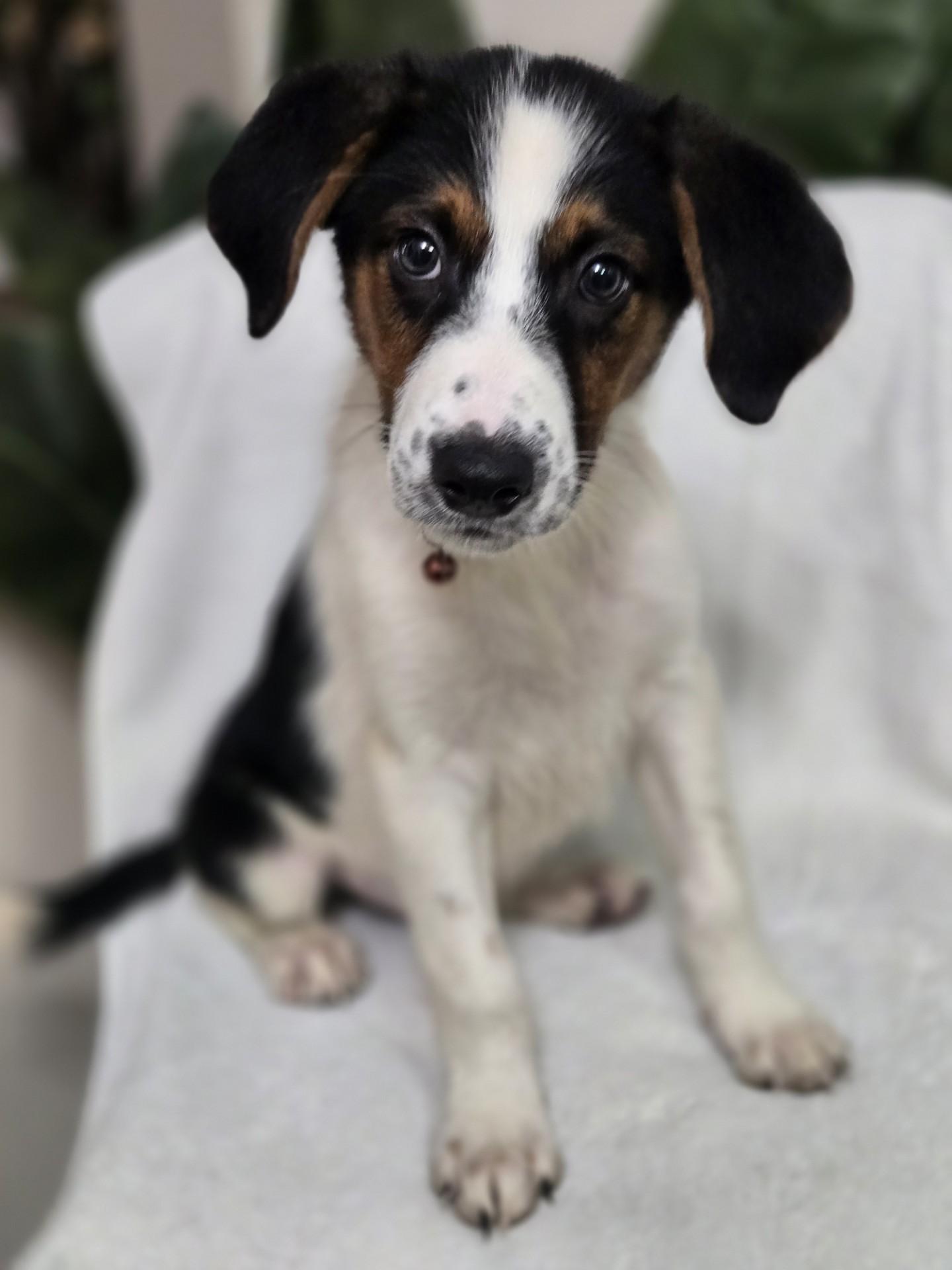 Cinnamon Roll, adoptable, Puppy Male Shepherd & Collie.