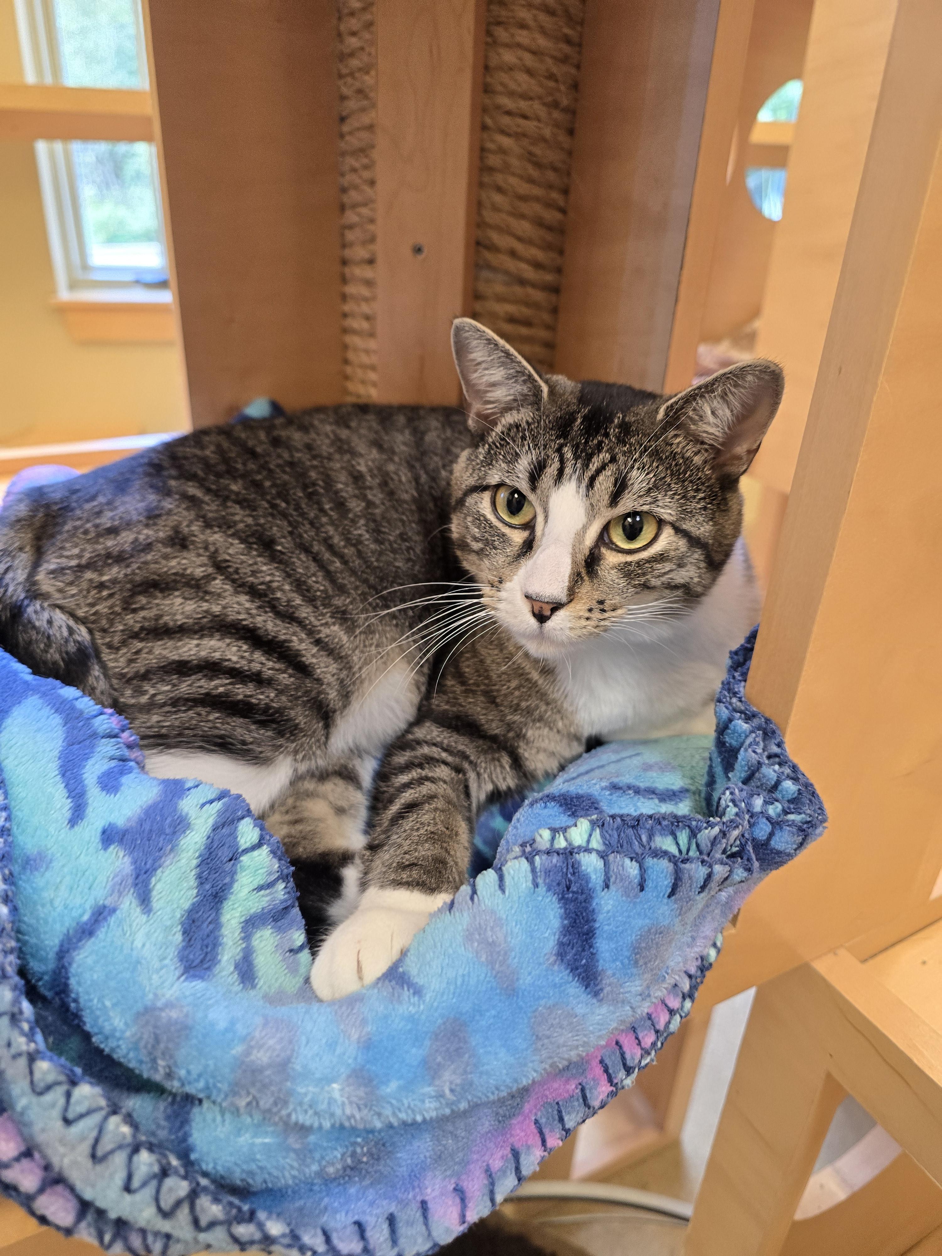 Enlarge Lasagna, a Adoptable Domestic Short Hair in Bristol, RI image 3/3